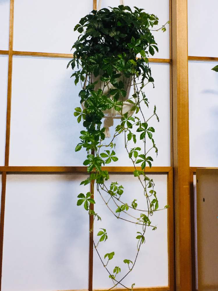 観葉植物の投稿画像 By ばんちゃんさん 和室での一枚とお部屋のグリーンとシュガーバイン と花のある暮らしと心の癒しとかわいいヤツとやったー 19月4月25日 Greensnap グリーンスナップ