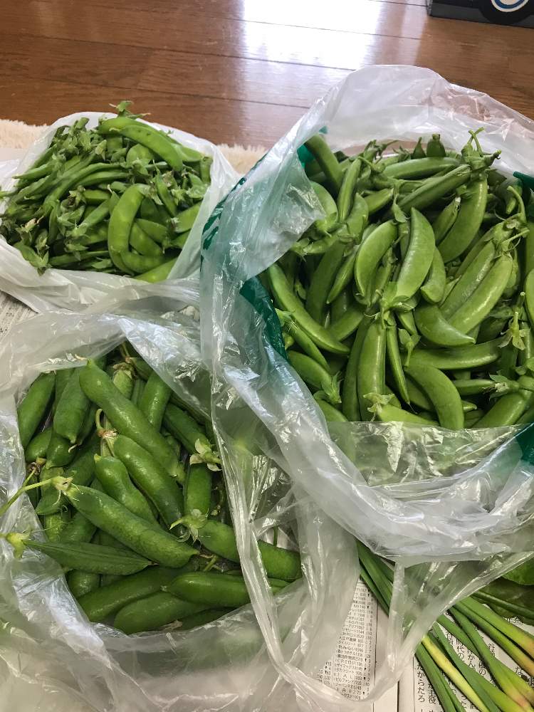 つるなし絹さやの投稿画像 By Dp106さん スナップエンドウとグリーンピースと畑と家庭菜園と家庭菜園 19月4月25日 Greensnap グリーンスナップ Greensnap グリーンスナップ