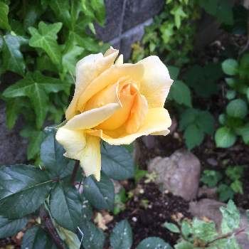 #イエロークイーンエリザベスの画像 by いろちゃんさん | 小さな庭といとおしい植物の表情フォトコン2019と花のある暮らしと薔薇の花と黄色いバラと#イエロークイーンエリザベス