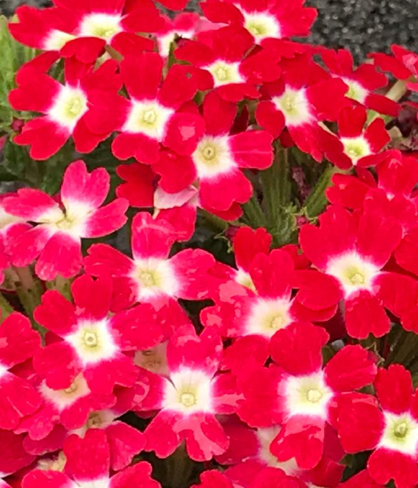 花のある暮らしの投稿画像 By ちゃーさん 小さいの好きと赤い花 19月4月25日 Greensnap グリーンスナップ