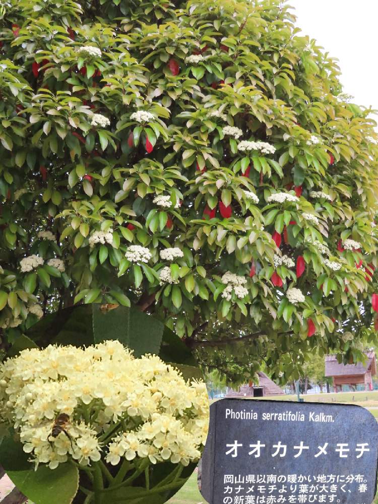 オオカナメモチの花の投稿画像 By えみちゃんさん 公園と新緑の季節と初めて見た 19月4月25日 Greensnap グリーンスナップ