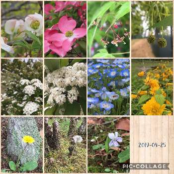 オオカナメモチの花の投稿画像一覧 Greensnap グリーンスナップ