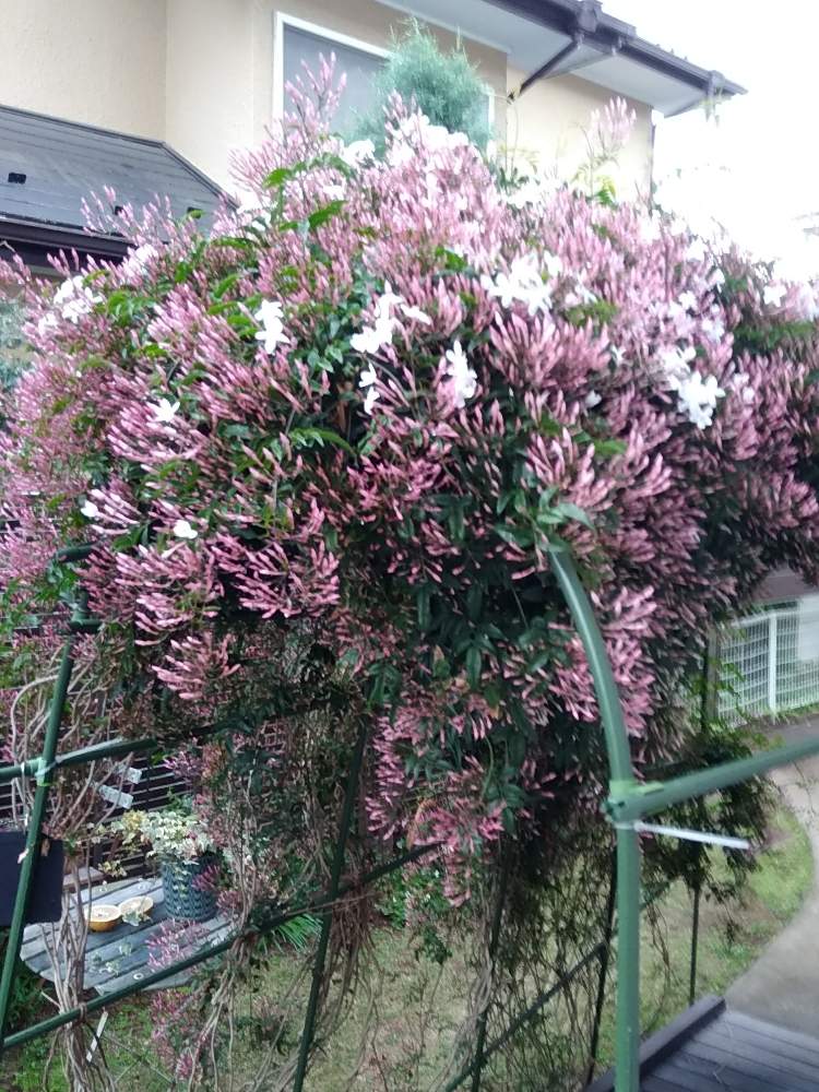 ハゴロモジャスミン の投稿画像 By まちさん ジャスミン と花のある暮らしとモリモリと樹木 19月4月25日 Greensnap グリーンスナップ