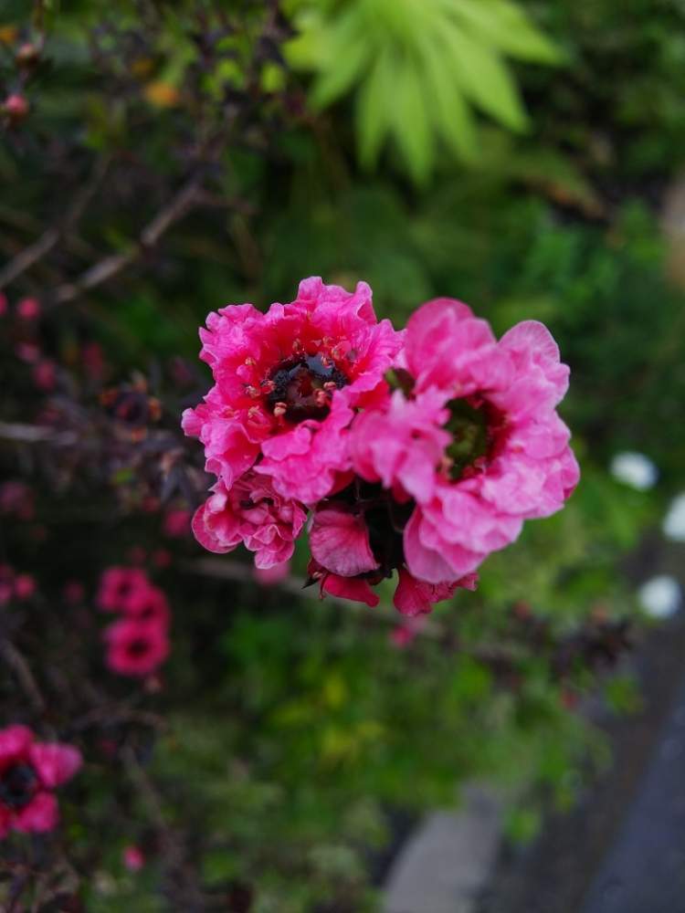 ギョリュウバイの投稿画像 By あさぎさん 花のある暮らし 19月4月26日 Greensnap グリーンスナップ