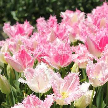 チューリップフェアの画像 by あかねこさん | お出かけ先とチューリップ・ハウステンボスとピンクの花と チューリップとチューリップフェアとピンクのチューリップ