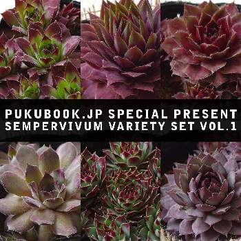 センペル特集の投稿画像一覧 Greensnap グリーンスナップ