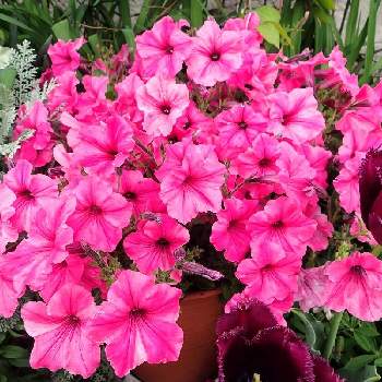 チューリップ ゴリラ の投稿画像一覧 Greensnap グリーンスナップ