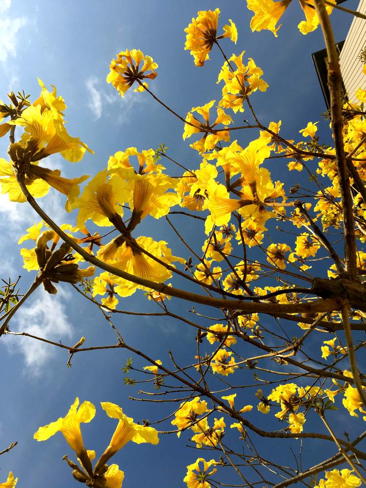 イペーの投稿画像 By Radixさん 花のある暮らしとシンボルツリーと満開と黄色い花と咲いた 19月4月26日 Greensnap グリーンスナップ