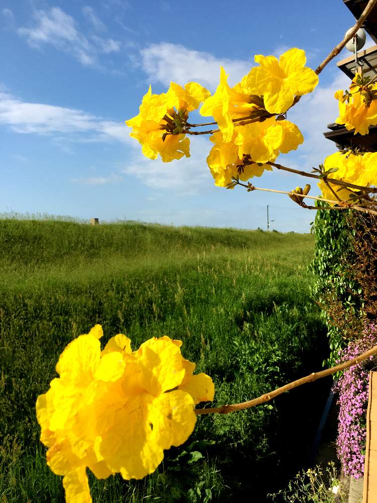 イペーの投稿画像 By Radixさん シンボルツリーと満開と黄色い花と花のある暮らしと咲いた 19月4月26日 Greensnap グリーンスナップ