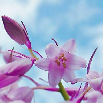 紫の鈴の投稿画像一覧 Greensnap グリーンスナップ