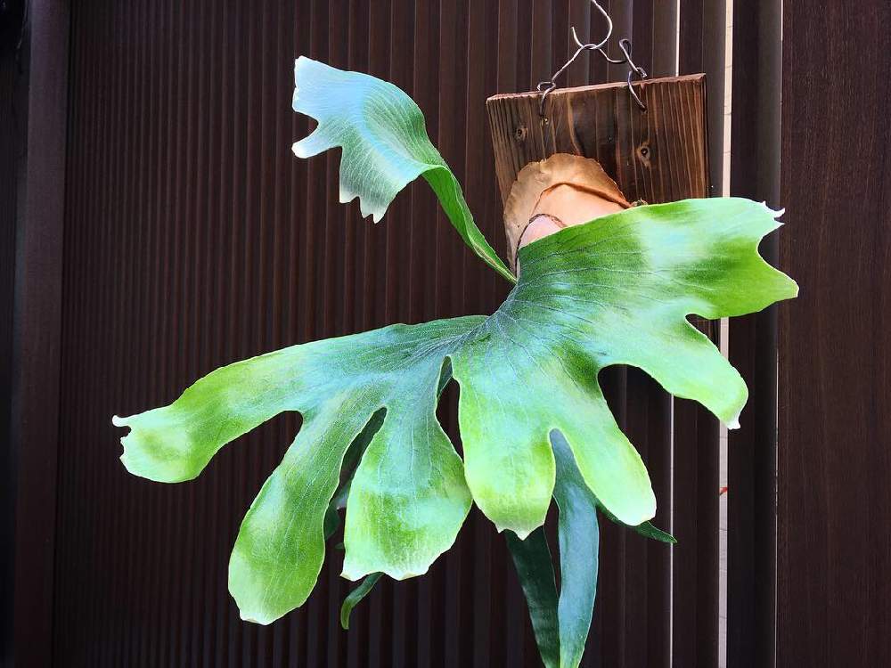 テラスの投稿画像 By ポルカドットさん 着生植物とビカクシダ ヒリーと ビカクシダと植中毒とシダ植物と珍奇植物とビカクシダ属と着生植物とビカクシダ ヒリーと ビカクシダと植中毒とシダ植物と珍奇植物とビカクシダ属 19月4月26日 Greensnap グリーン