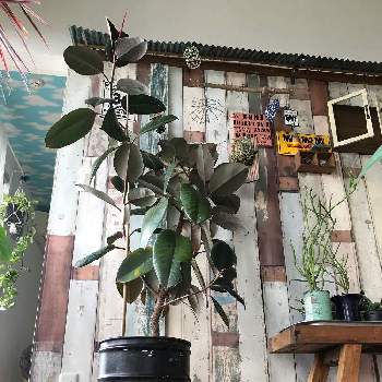 ダイソー産ゴムの木の投稿画像一覧 Greensnap グリーンスナップ