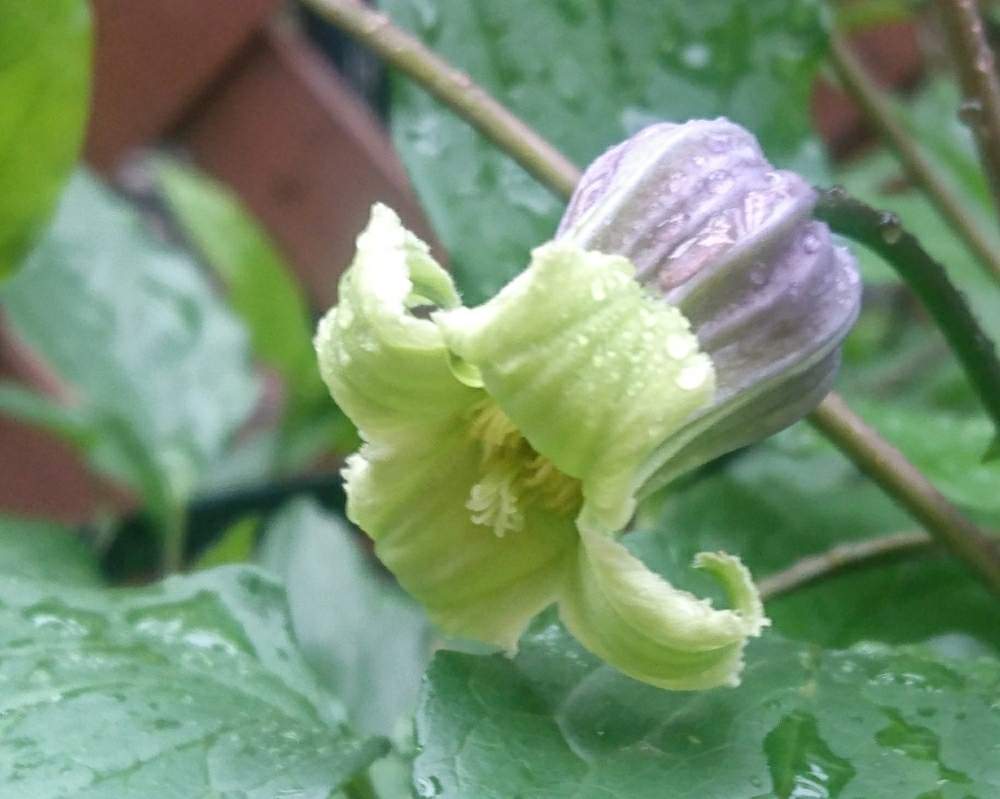 クレマチスの投稿画像 By みんとぐりーんさん 青磁 と雨上がりとhtcと竹間園芸とキュンキュン乙女倶楽部と植物のある暮らしとクレマチス 同盟と好きな色とmgクレマチス祭りとb型とクレマチス と令和最初の植物 お花フォトコンと多肉16同期と花のある暮らしとかわいい