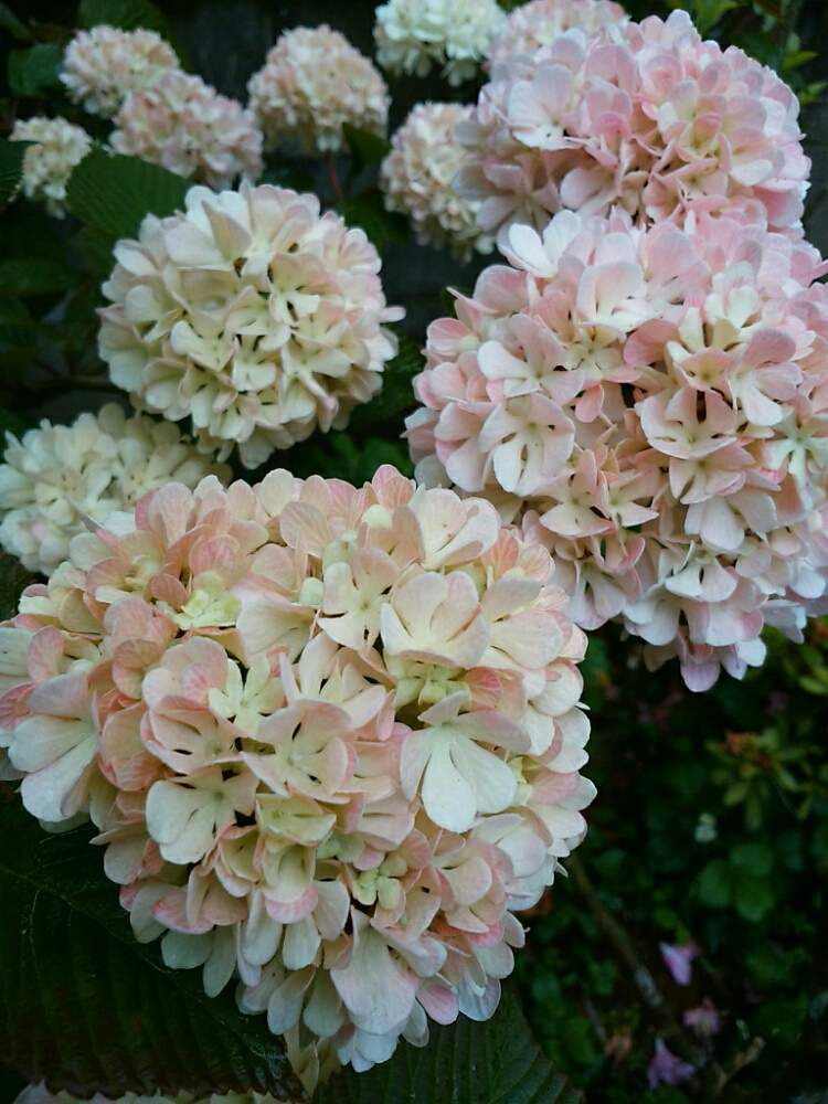 花のある暮らしの投稿画像 By マロさん ピンクオオデマリ と植中毒とgs日和とピンク色の花 19月4月26日 Greensnap グリーンスナップ