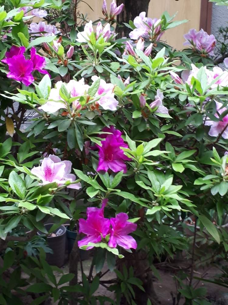 ツツジの投稿画像 By Flower Skyさん ピンクの花と花木と春の花 と春の花木と花のある暮らしと雨に濡れて と紫の花 19月4月26日 Greensnap グリーンスナップ