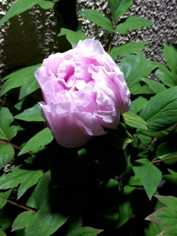 ボタンの投稿画像 By Flower Skyさん ピンクの花とご近所さんちと花木と春の花 と春の花木と花のある暮らし 19月4月26日 Greensnap グリーンスナップ