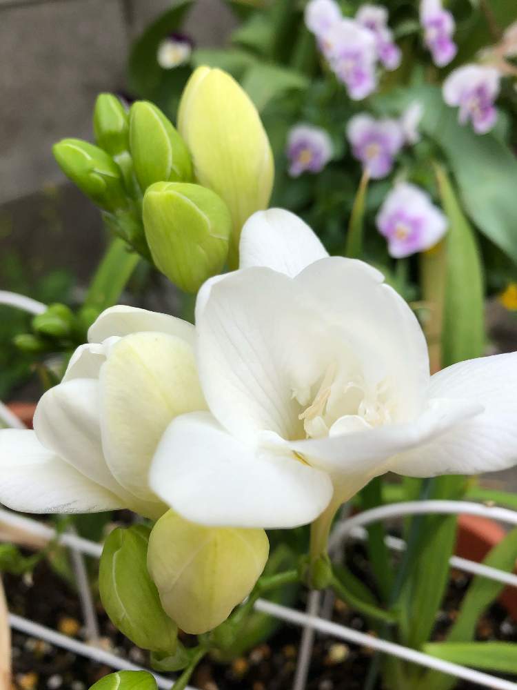 小さな庭の投稿画像 By Flowerさん ありがとう とフリージア ダブルと可愛い 艸 と大切な人に といい香りと花のある暮らしと今度こそ フリージア と白い花 とありがとう とフリージア ダブルと可愛い 艸 と大切な人に といい香りと花のある暮らしと