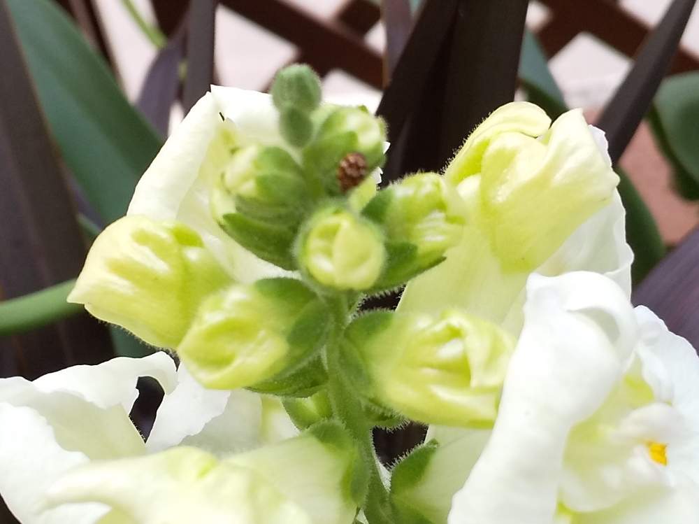 相談の投稿画像 By 奥たんさん 害虫 19月4月26日 Greensnap グリーンスナップ