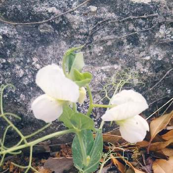 エンドウマメノハナの投稿画像一覧 Greensnap グリーンスナップ