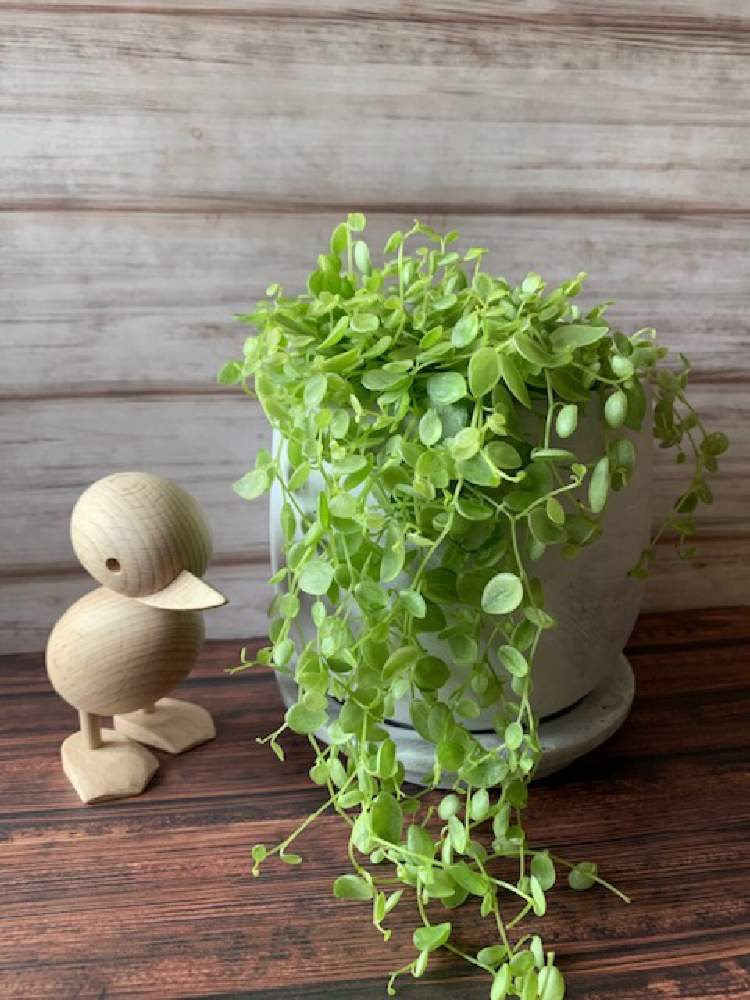 ペペロミア美依子の投稿画像 By る なmamaさん ペペロミアと観葉植物とペペロミア属 19月4月26日 Greensnap グリーンスナップ