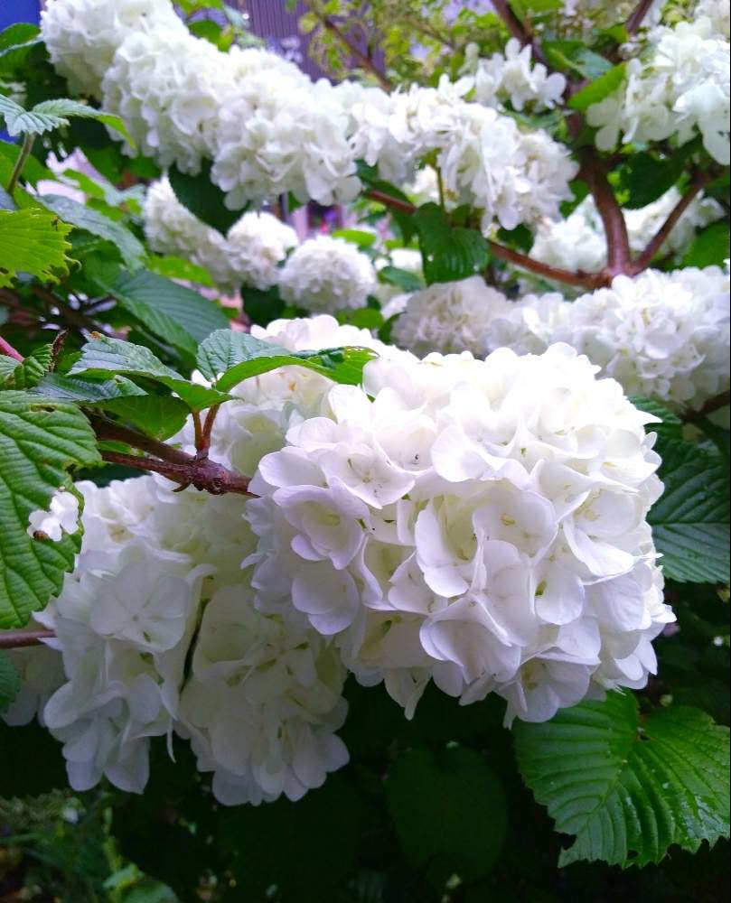 オオデマリの投稿画像 By ミキさん 春のお花と花木と庭木とガーデニングと落葉樹と白い花と地植え 19月4月26日 Greensnap グリーンスナップ