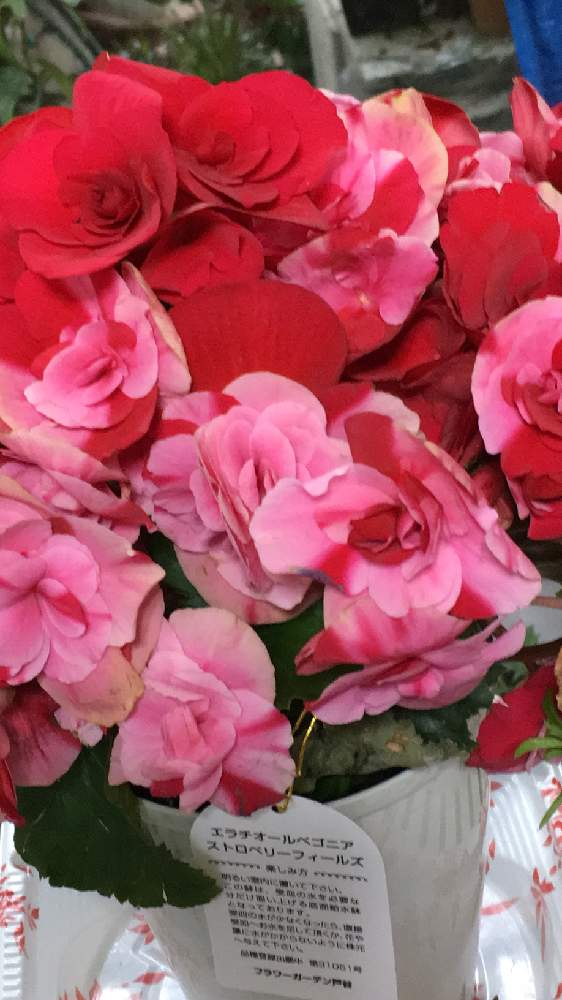 エラチオールベゴニア ストロベリーフィールズ の投稿画像 By 花 が好きさん いつも笑顔で とキュンキュン乙女倶楽部とみんなが幸せに と一目惚れとありがとう とgsミニモニと花のある世界 といい感じ と小さな庭 ととても癒される とガーデニングと