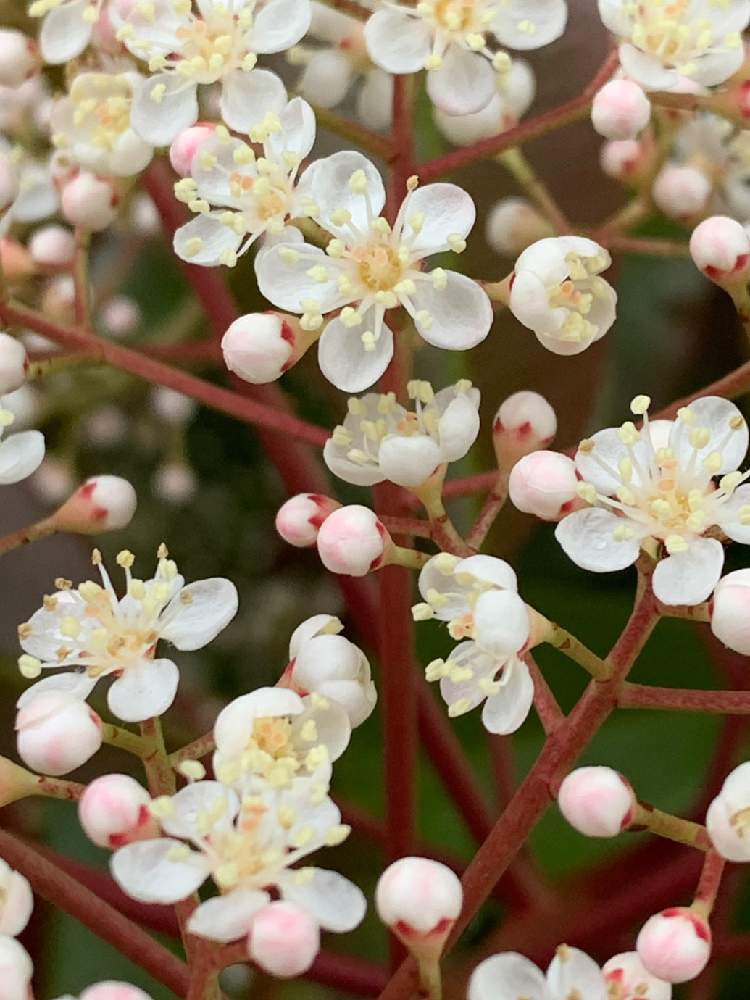 レッドロビンの投稿画像 By わんこさん 公園とレッドロビンの花 19月4月26日 Greensnap グリーンスナップ