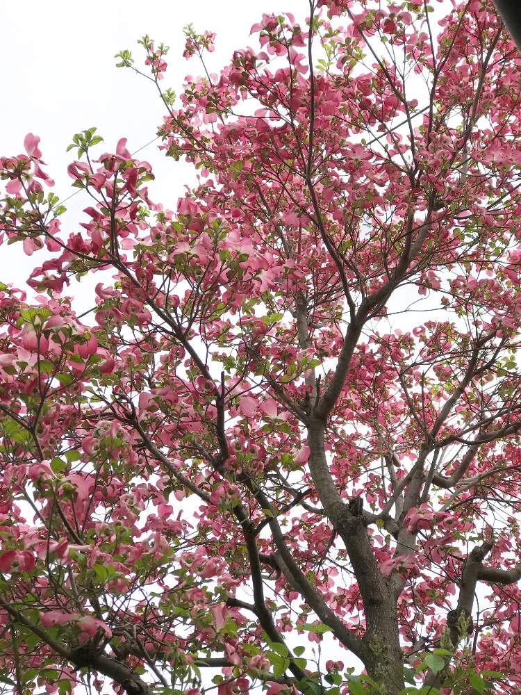 ハナミズキの投稿画像 By Ekoさん 小さな庭と花が咲く木と花木とgs映えとナチュラルガーデンと花のある暮らしとかわいいな と花が咲く木と花木 とgs映えとナチュラルガーデンと花のある暮らしとかわいいな 19月4月26日 Greensnap グリーンスナップ