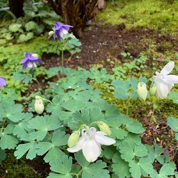 春の茶花の投稿画像一覧 Greensnap グリーンスナップ