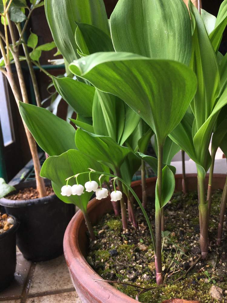 ニホンスズランの投稿画像 By 村人uさん スズランと玄関と植物男子とかわいい と山野草と植物だいすきと愛媛県と植中毒とガーデニングと花のある暮らしとお花と植物男子とかわいい と山野草と植物だいすきと愛媛県と植中毒とガーデニングと花のある暮らしとお花 19