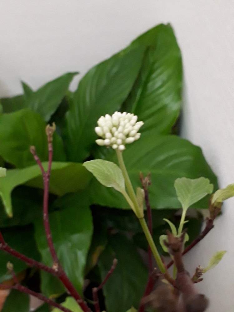 サンゴミズキの投稿画像 By むこむこさん 花のある暮らしと咲いた 19月4月26日 Greensnap グリーンスナップ