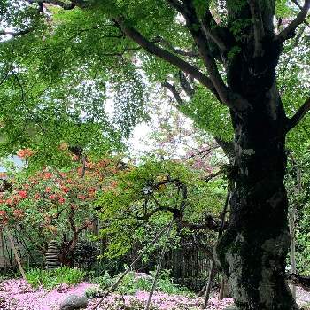 八重桜の季節の画像 by 淳 こさん | いとおしい植物の表情フォトコン2019とおつかれさまですと好きなものたちと八重桜の季節
