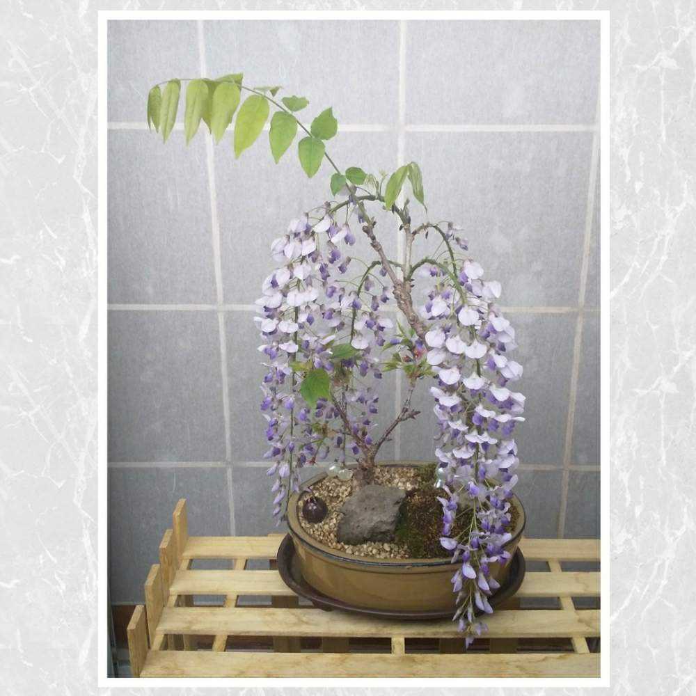 桜と藤の寄せ植え盆栽 21年更新 Greensnap グリーンスナップ