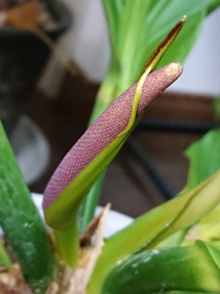 花芽の投稿画像 By あいらさん アンスリウム フーケリーと原種アンスリウムと花芽とアンスリウム フーケリーと原種アンスリウム 19月4月26日 Greensnap グリーンスナップ Greensnap グリーンスナップ