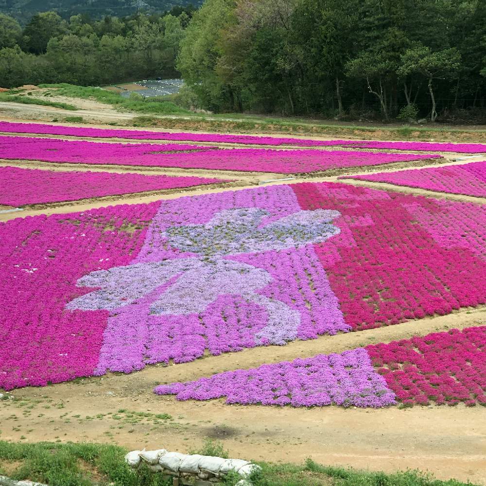 花夢の里の投稿画像 By Yoshikaさん 植中毒と芝桜とネモフィラの丘と世羅高原農場と花のある暮らしと広島県 19月4月26日 Greensnap グリーンスナップ