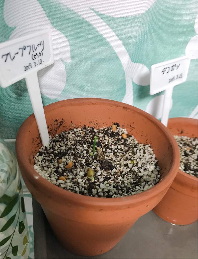 グレープフルーツの投稿画像 By Moriさん 鉢植え果実と播種と庭造りとグレープフルーツの芽 と種から育てる 19月4月26日 Greensnap グリーンスナップ