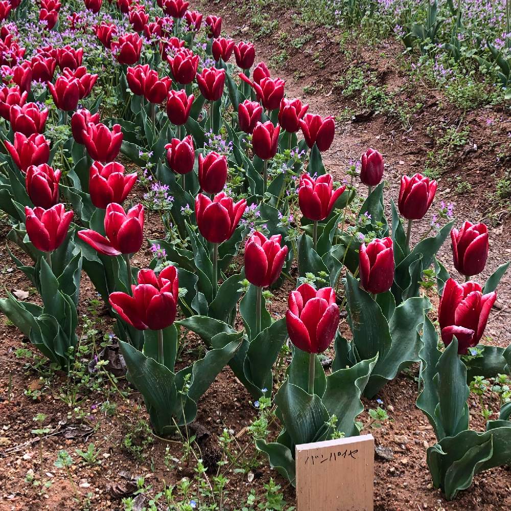 チューリップ バンパイヤの投稿画像 By Yoshikaさん お出かけ先とチューリップ祭りと植中毒と世羅高原農場と花のある暮らしと世羅と広島県と チューリップ祭りと植中毒と世羅高原農場と花のある暮らしと世羅と広島県 19月4月26日 Greensnap グリーンスナップ