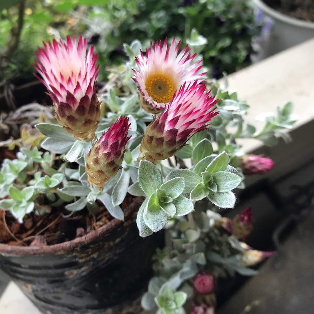 ヘリクリサム シルバーキャンドルの投稿画像 By Mamisazさん いとおしい植物の表情フォトコン19と半日陰とシェードガーデンとベランダガーデンと日陰とマンション暮らしと半日陰のベランダ 19月4月26日 Greensnap グリーンスナップ