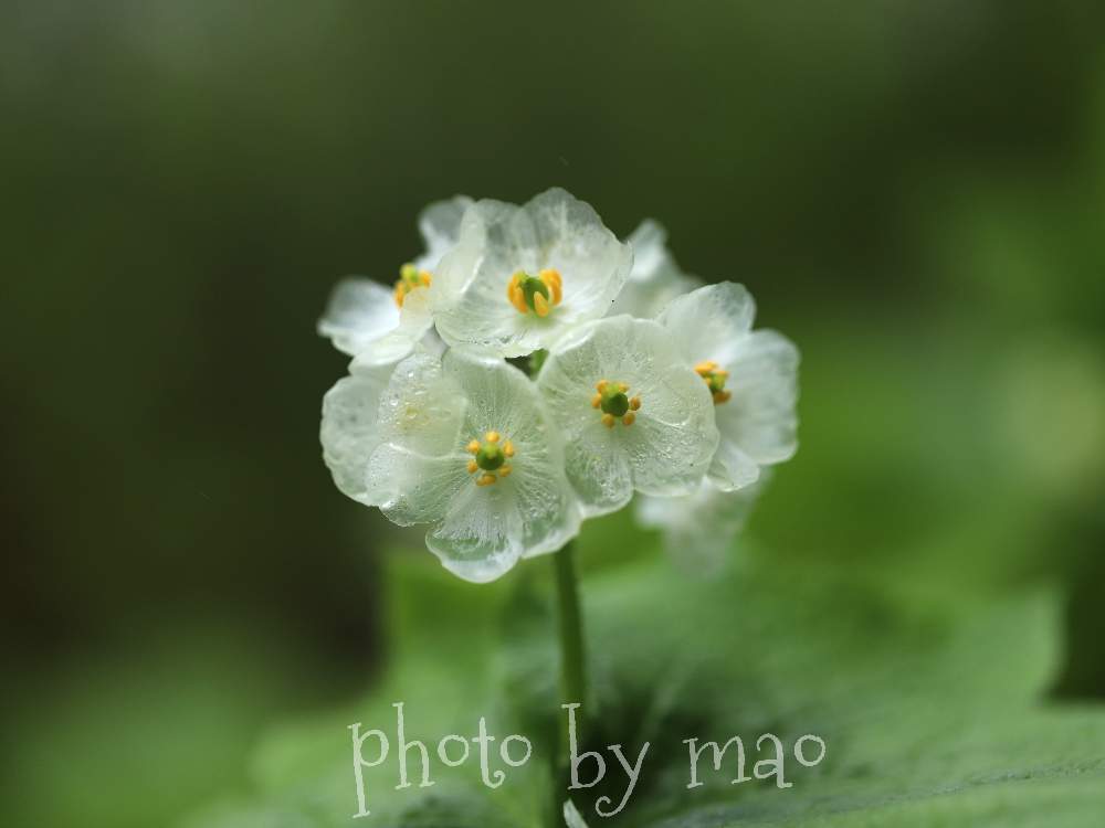 サンカヨウの投稿画像 By まおさん ガラス細工といとおしい植物の表情フォトコン19とgs映えとgs日和とマクロ撮影と今日の一枚と花のある暮らしとメギ科 19月4月26日 Greensnap グリーンスナップ