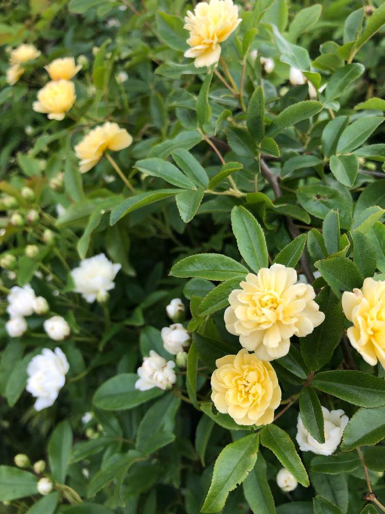 黄モッコウバラ の投稿画像 By Xxx Kyoko Xxxさん 黄色モッコウバラと白モッコウバラ とガーデニングと花のある暮らしとお花のある生活とお花とお花好き 19月4月27日 Greensnap グリーンスナップ