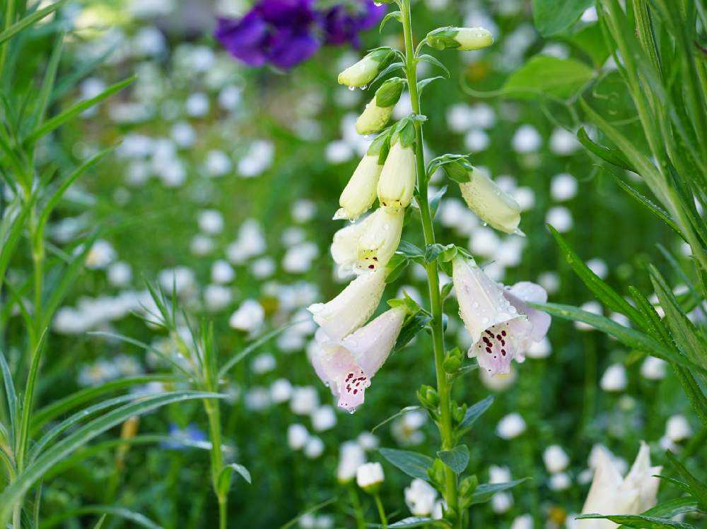 すべての美しい花の画像 最新ジギタリス 花が咲かない