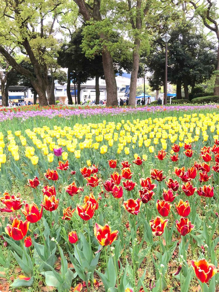 アール®️   さんの横浜公園への投稿