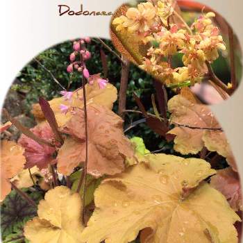 ドドナエア プルプレア 花の投稿画像一覧 Greensnap グリーンスナップ