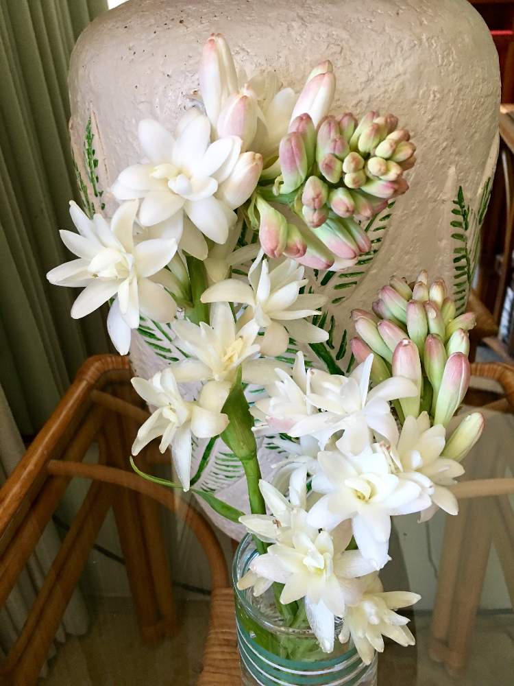 チューベローズの投稿画像 By Lauleaさん 月下香 とmauiと熱帯と旅行先とハワイと花のある暮らし 19月4月27日 Greensnap グリーンスナップ