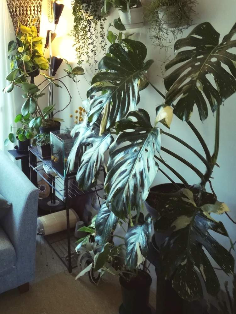観葉植物の投稿画像 By ジャングルeさん ボタニカルライフと室内ジャングル化とジャングル化計画と成長記録 19月4月27日 Greensnap グリーンスナップ
