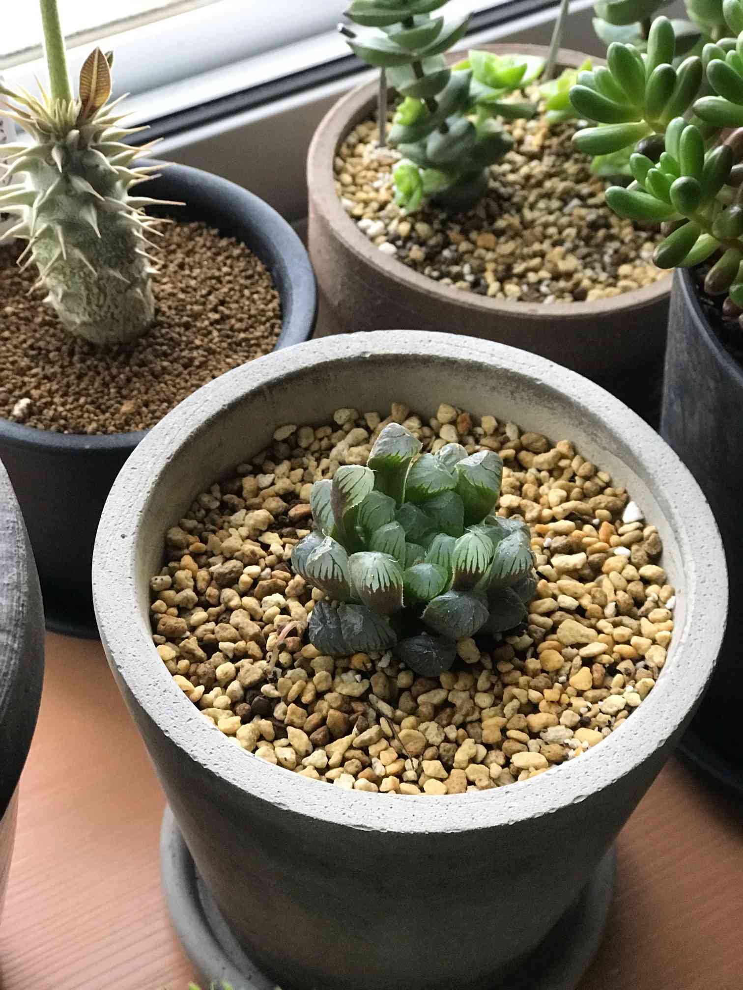 ハオルチア “ナイルの一滴” Haworthia 多肉植物 サボテン｜観葉植物