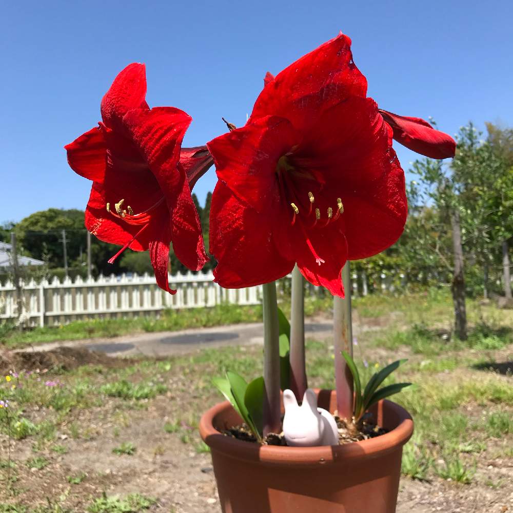 アマリリスの投稿画像 By Marukoさん テラスと花のある暮らしと植えっぱなし球根とガーデニングと花のある暮らしと植えっぱなし球根とガーデニング 19月4月27日 Greensnap グリーンスナップ Greensnap グリーンスナップ アマリリスの投稿画像 By Marukoさん テラスと花のある暮らしと植えっぱなし球根とガーデニングと花のある暮らしと植えっぱなし球根とガーデニング 19月4月27日 Greensnap グリーンスナップ Greensnap グリーンスナップ