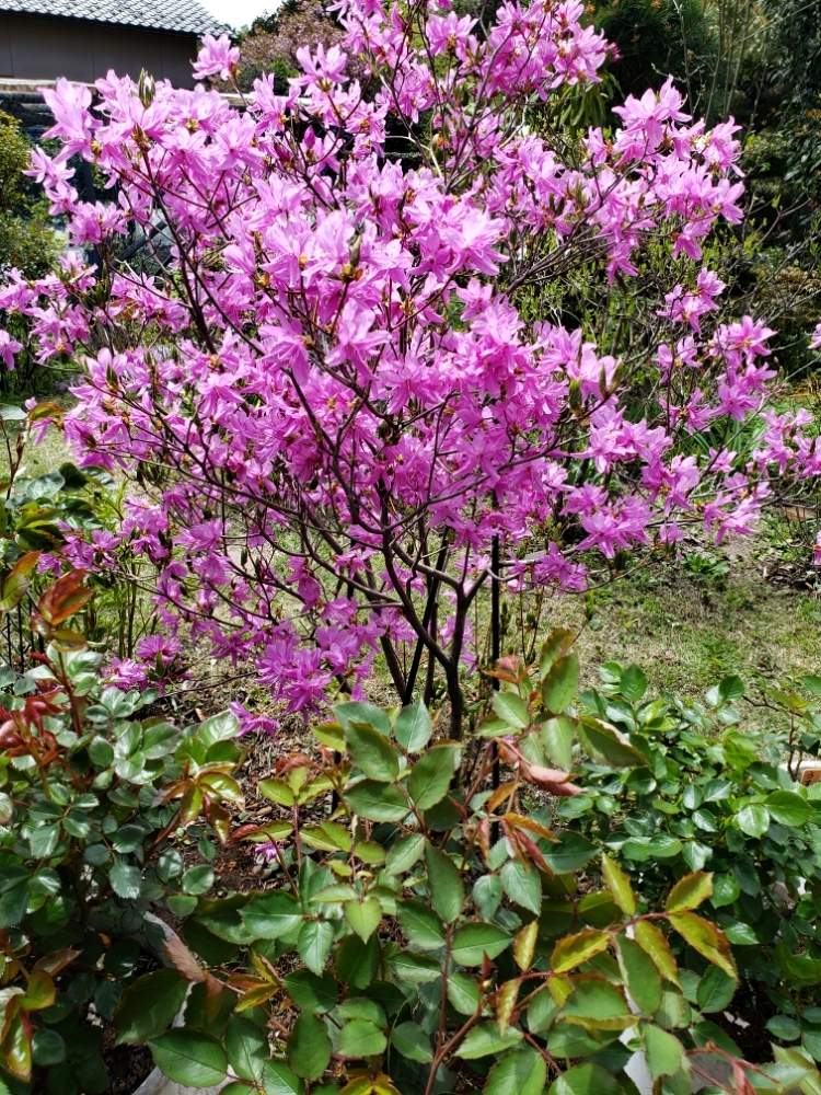 ミツバツツジの花の投稿画像 By グリーンさん 19月4月27日 Greensnap グリーンスナップ