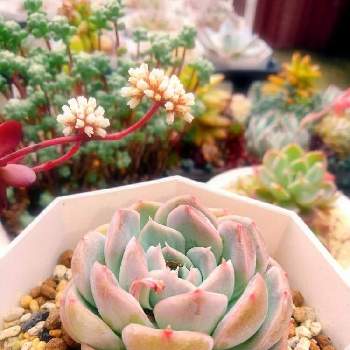 Primera の投稿画像一覧 Greensnap グリーンスナップ