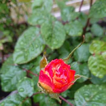 薔薇モナリザの投稿画像一覧 Greensnap グリーンスナップ 薔薇モナリザの投稿画像一覧 Greensnap グリーンスナップ